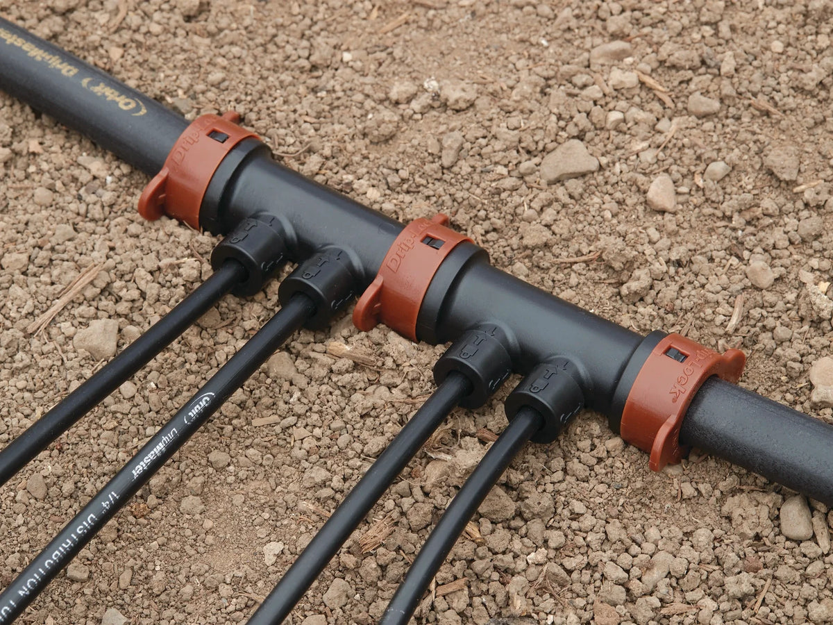 Drip manifold 1/2 in x 1/4 in 2-port Drip-Lock by Orbit on black tubing with orange clamps on Tampa Home & Garden Store