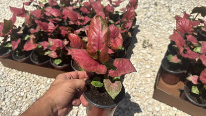 Syngonium Orm Nak Red Plant with Varied Leaves