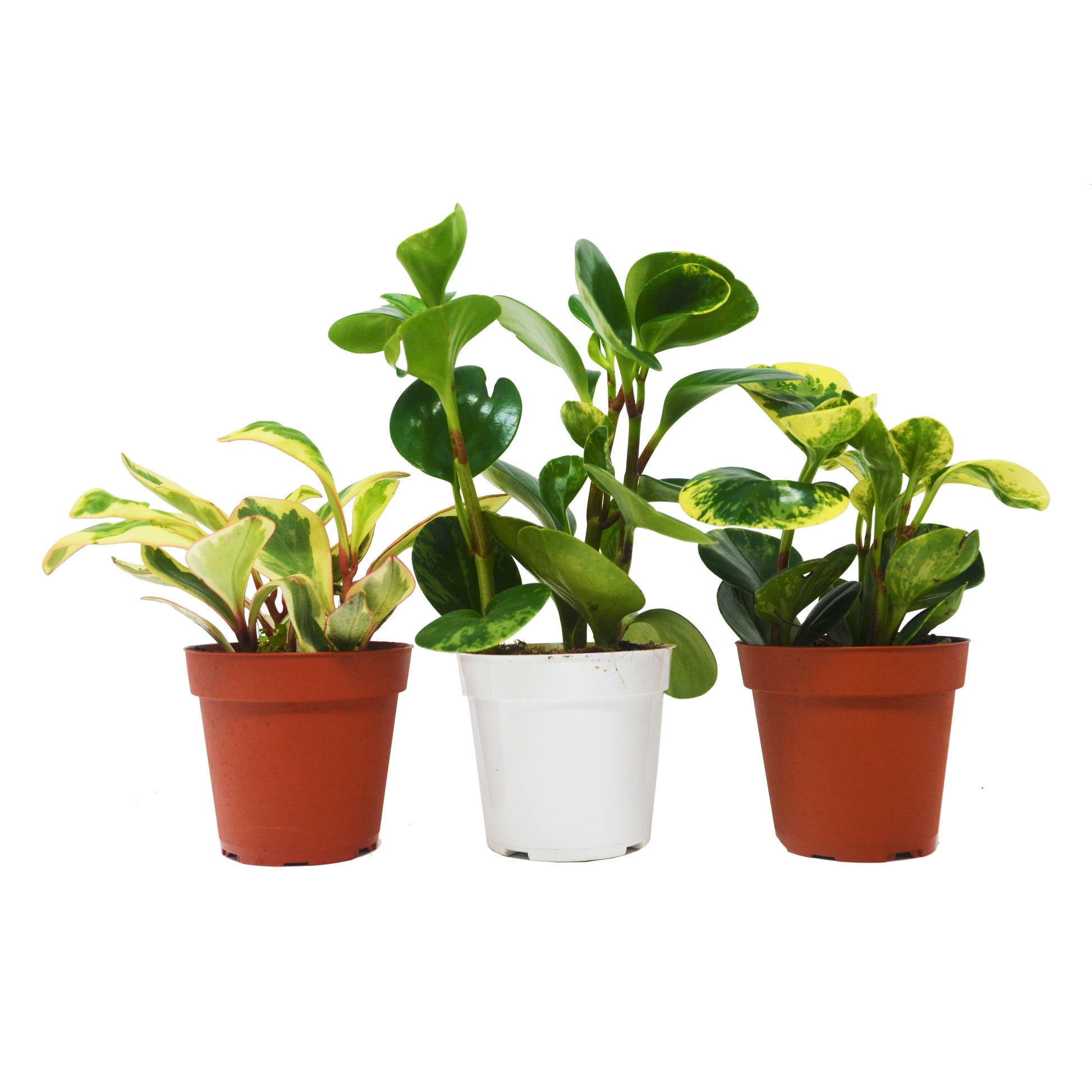 Three Peperomia plants in 4-inch pots with variegated leaves in terracotta and white pots on Tampa Home & Garden Store