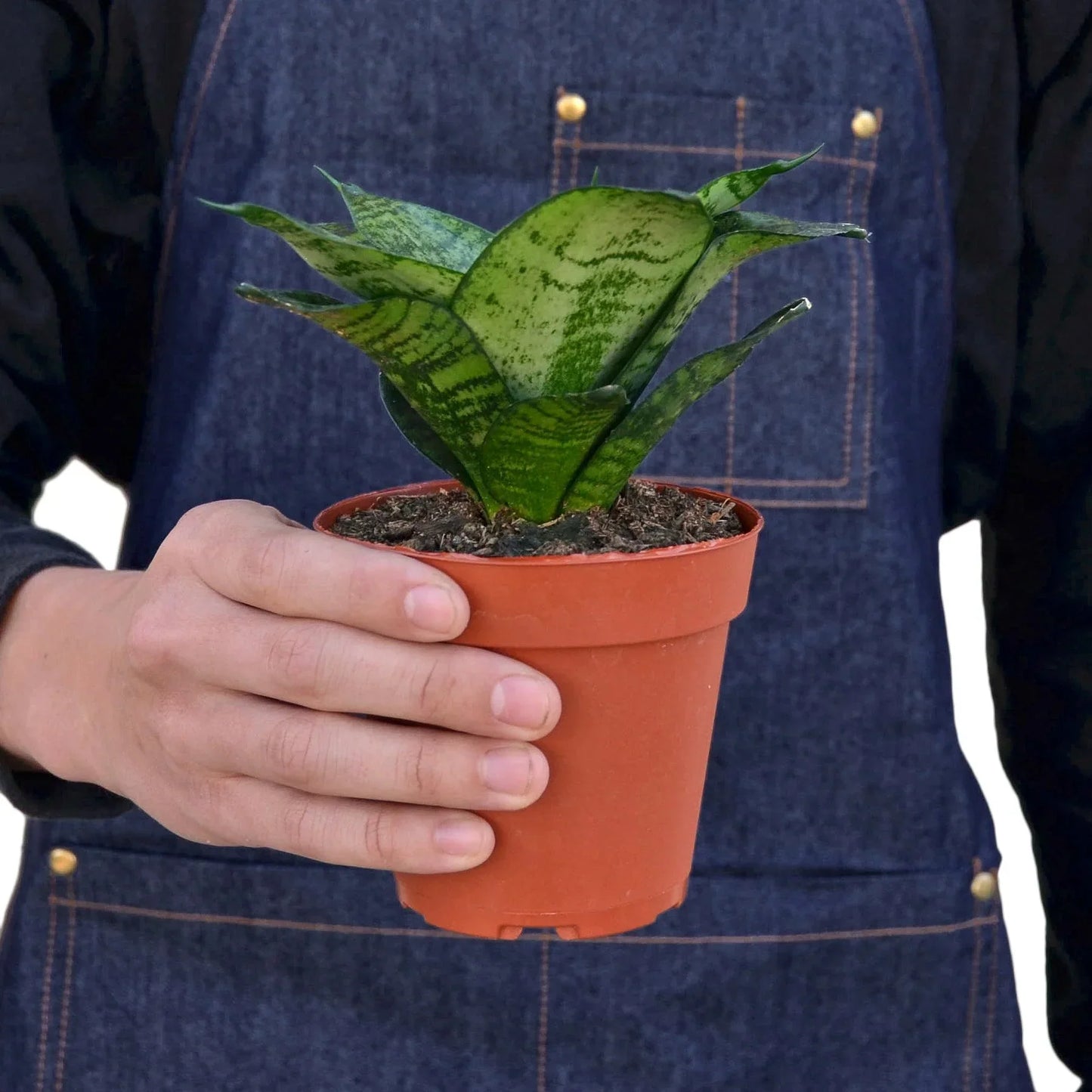 Snake Plant Black Robusta indoor plant in small terracotta pot with green variegation on Tampa Home & Garden Store