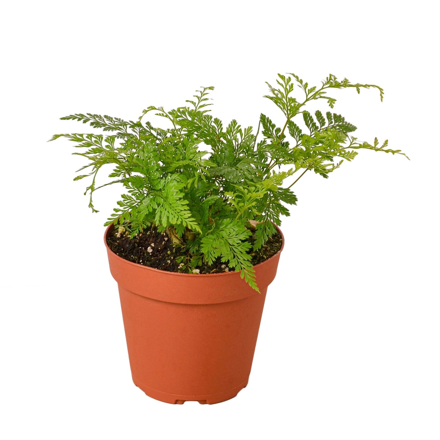 Rabbit's Foot Fern indoor plant in terracotta pot with green fronds on Tampa Home & Garden Store
