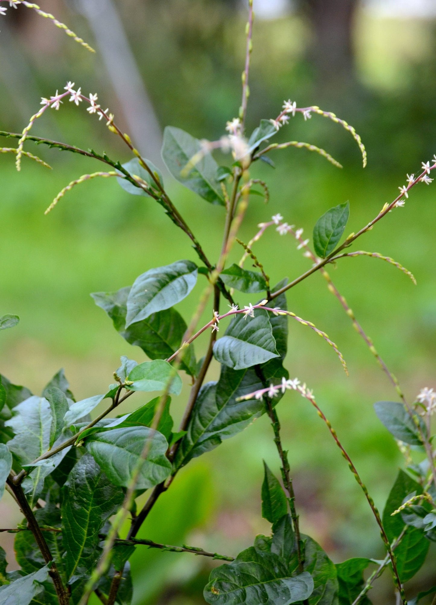 Anamu Plant (Petiveria alliacea)
