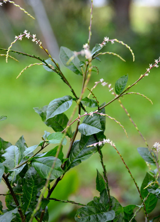 Anamu Plant (Petiveria alliacea)