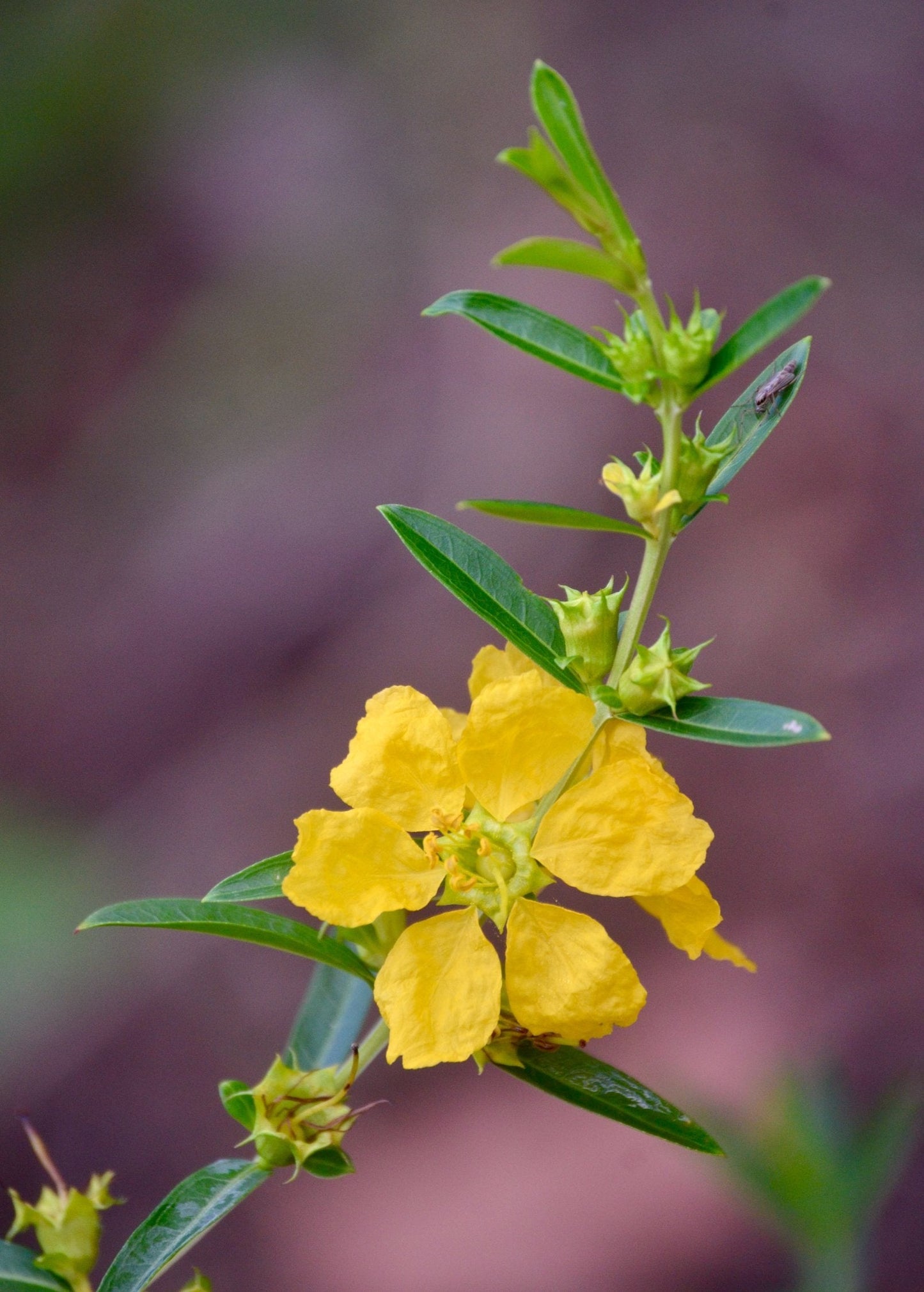 Planta abrecaminos, Sinicuichi (Heimia salicifolia)