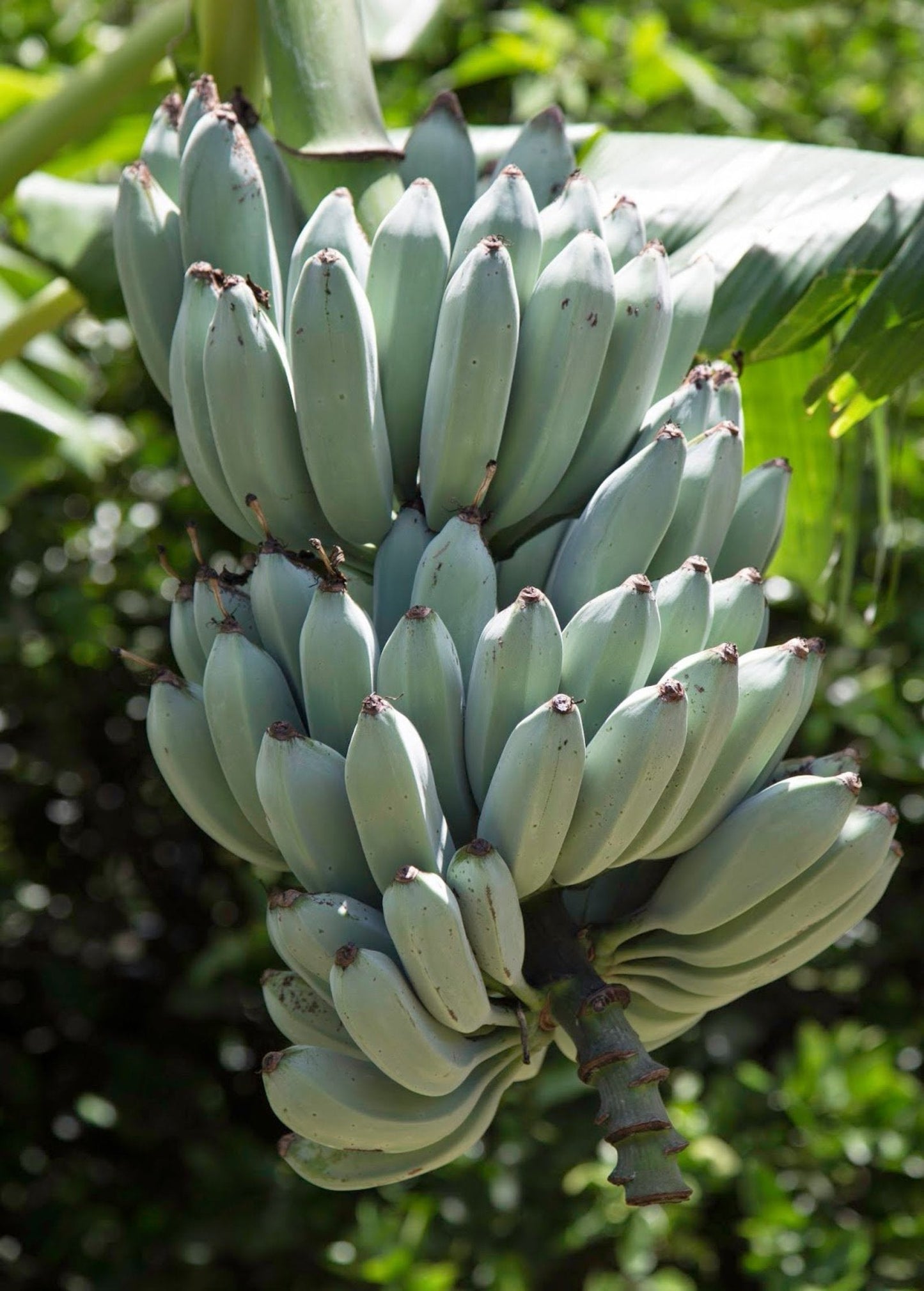 Banana Tree 'Blue Java' (Musa acuminata × balbisiana)