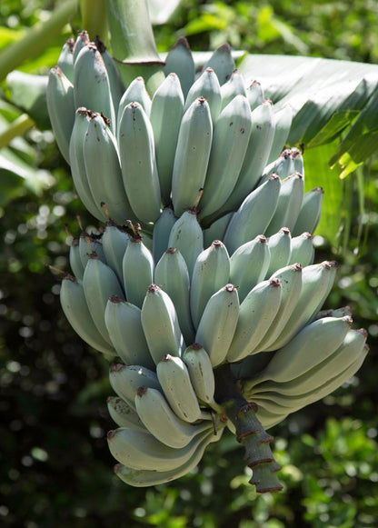 Banana Tree 'Blue Java' (Musa acuminata × balbisiana)