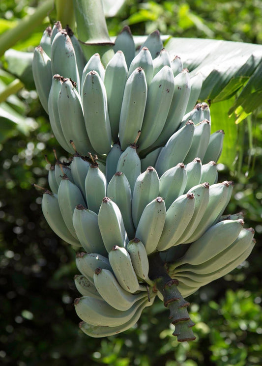Banana Tree 'Blue Java' (Musa acuminata × balbisiana)