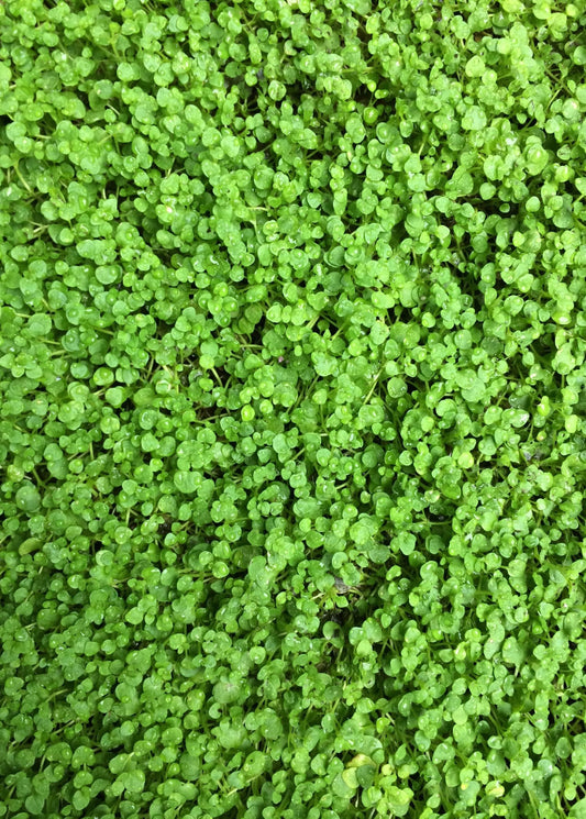 Corsican Mint Plant (Mentha requienii)