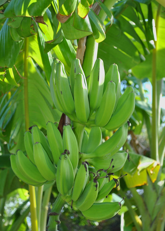 Banana Tree 'Mona Lisa' (Musa acuminata)