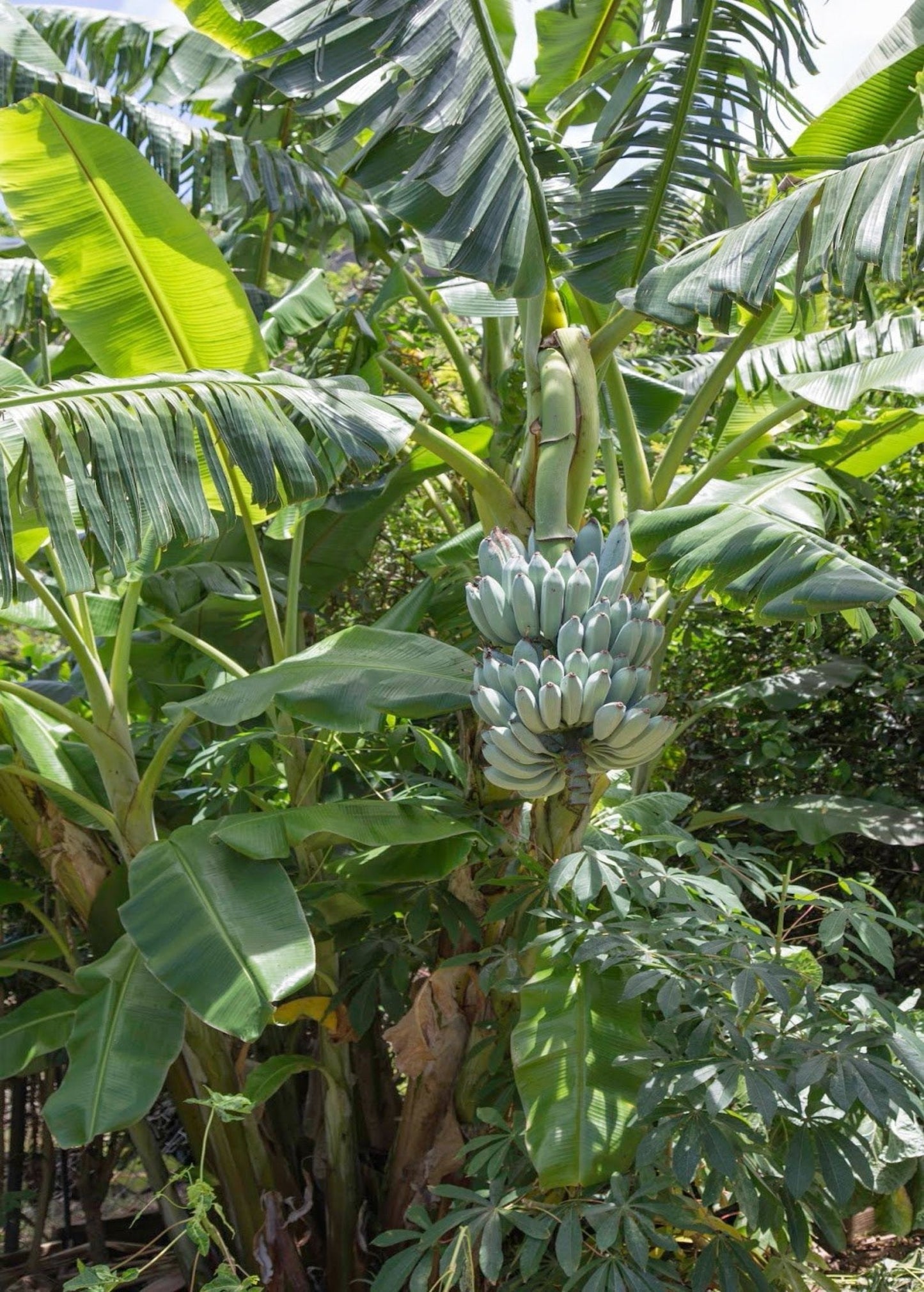 Banana Tree 'Blue Java' (Musa acuminata × balbisiana)
