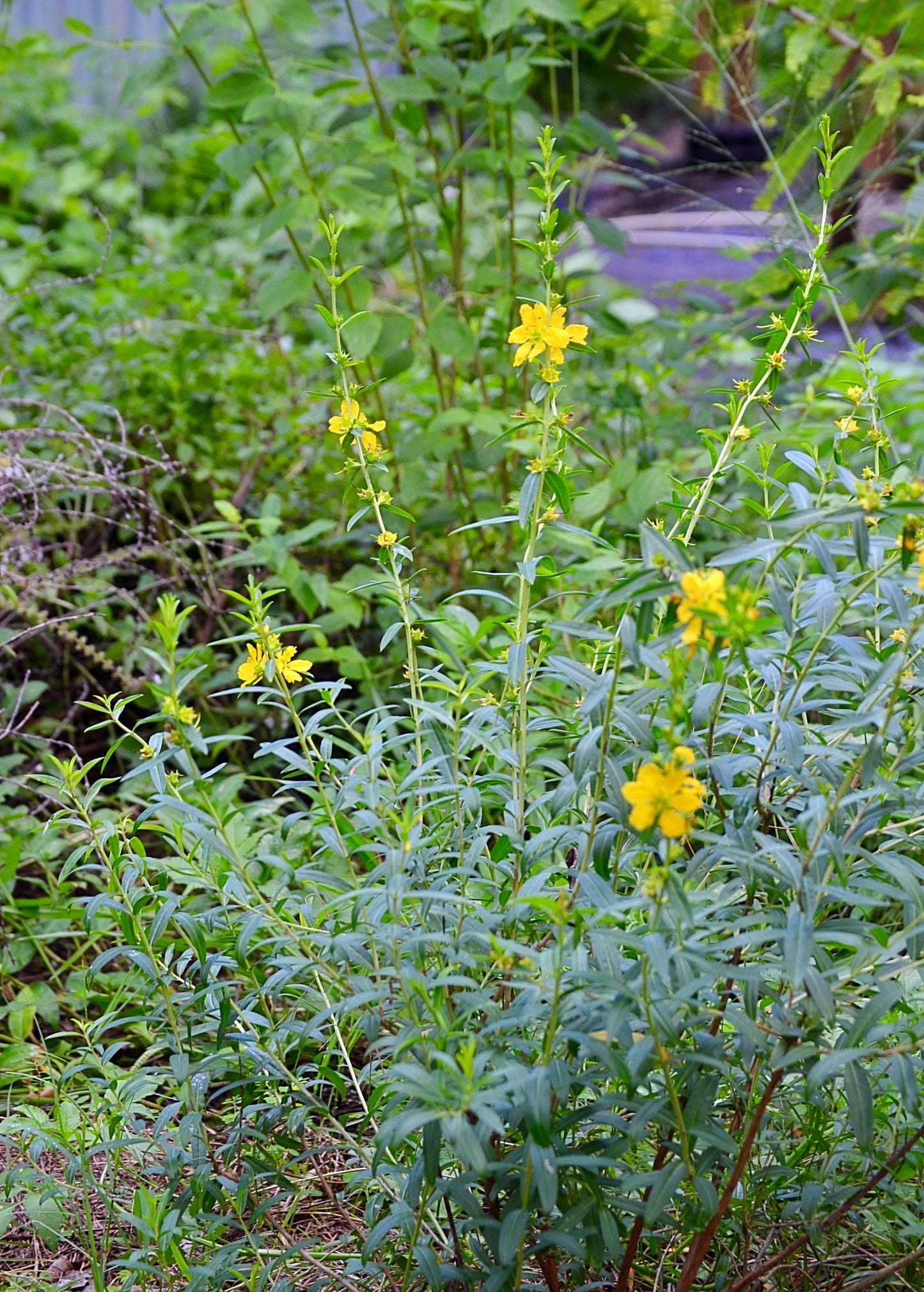Planta abrecaminos, Sinicuichi (Heimia salicifolia)