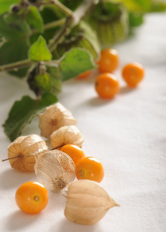 Hawaiian Poha Berry Plant (Physalis peruviana)