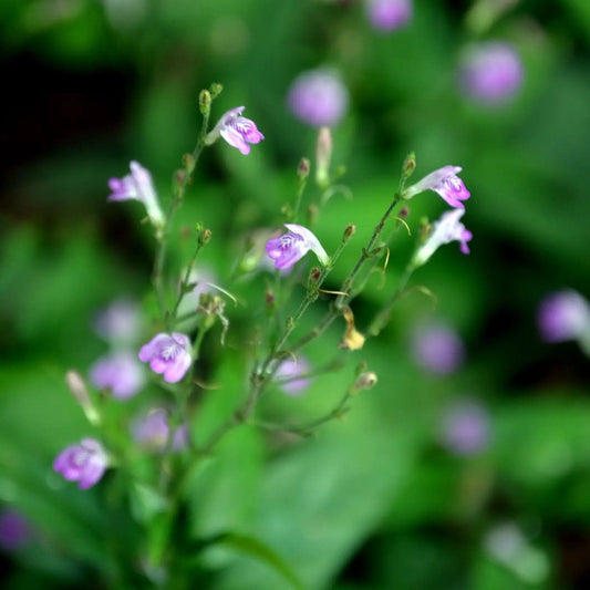 Tilo (Justicia pectoralis) herb with delicate purple flowers on slender stems Sow Exotic on Tampa Home & Garden Store