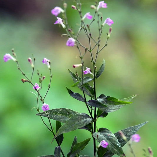 Tilo (Justicia pectoralis) herb with purple flowers on slender stems landscaping plant on Tampa Home & Garden Store