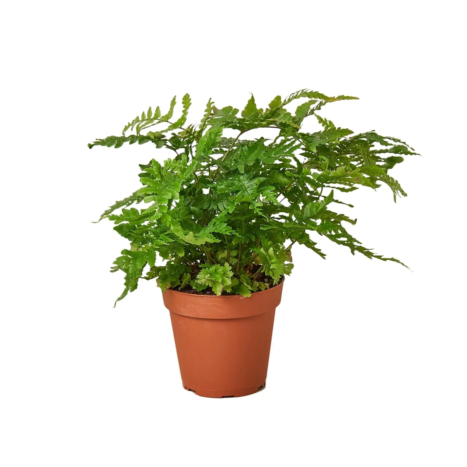 The Victorian Woodland plant by Rooted Treasures Farms in terracotta pot with fernlike fronds on Tampa Home & Garden Store