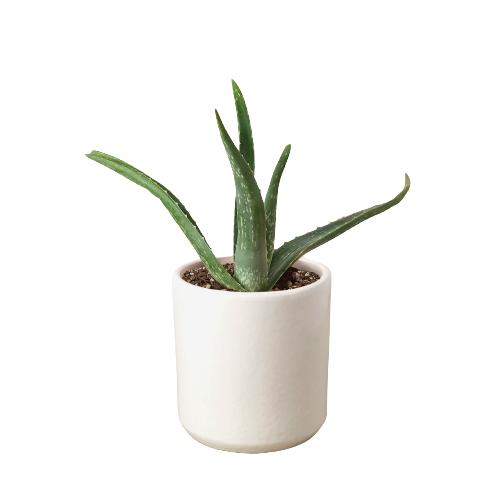 Aloe vera plant in a white ceramic pot, Rooted Treasures Farms on Tampa Home & Garden Store