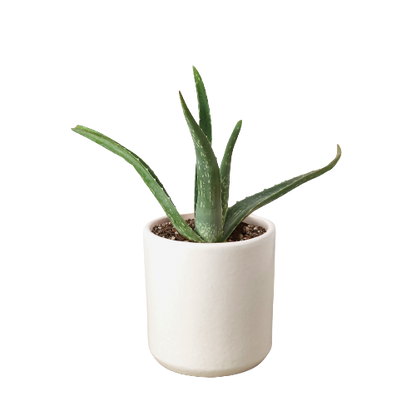 Aloe vera potted plant with green leaves in a white ceramic pot Rooted Treasures Farms on Tampa Home & Garden Store