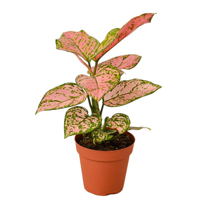 Chinese Evergreen Lady Valentine indoor plant with pink-green leaves in terracotta pot on Tampa Home & Garden Store