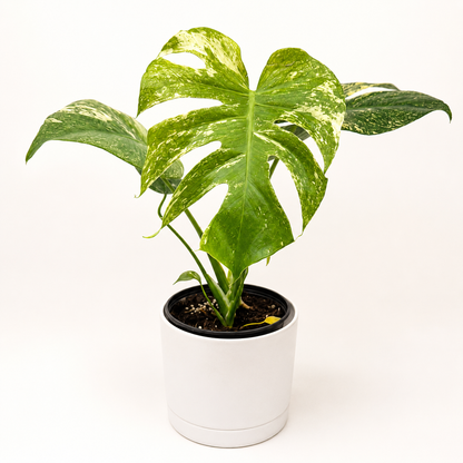 Monstera 'White Monster' variegated houseplant in white pot on Tampa Home & Garden Store