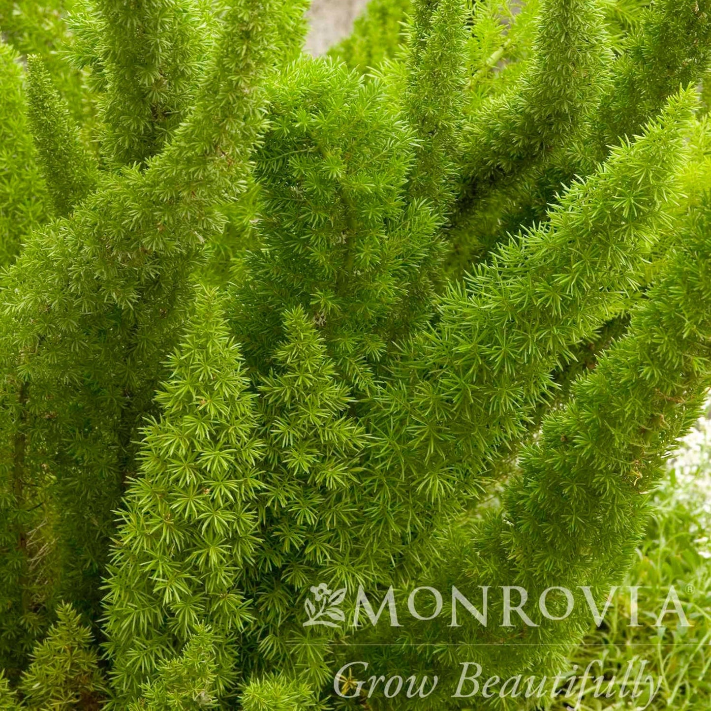 Foxtail Fern plant with bright green feathery fronds, Monrovia watermark, indoor outdoor on Tampa Home & Garden Store