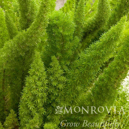 Foxtail Fern plant with bright green feathery fronds, Monrovia watermark, indoor outdoor on Tampa Home & Garden Store