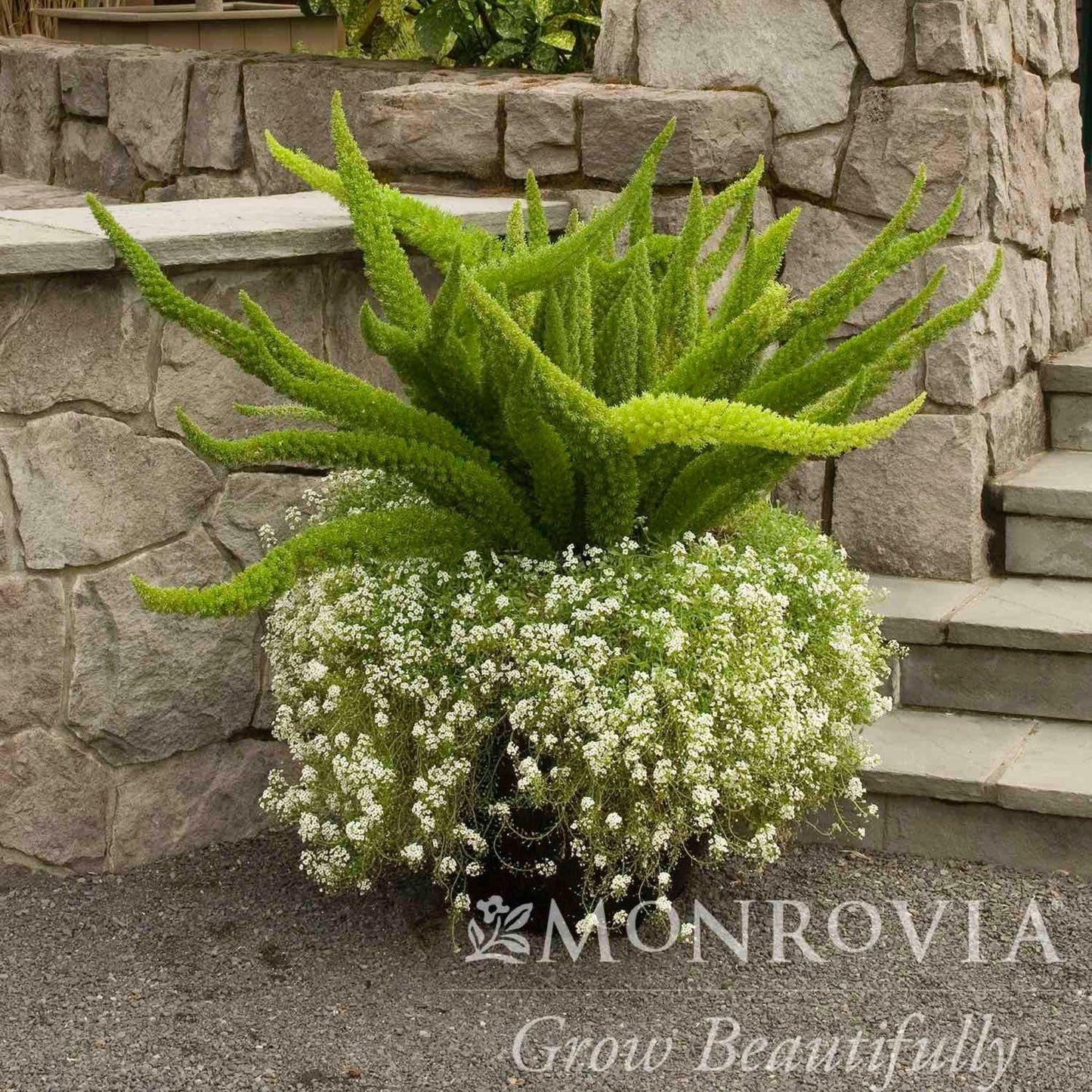 Foxtail fern plant with bright green fluffy fronds over a stone wall bed with white flowers on Tampa Home & Garden Store