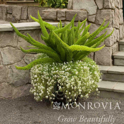Foxtail fern plant with bright green fluffy fronds over a stone wall bed with white flowers on Tampa Home & Garden Store