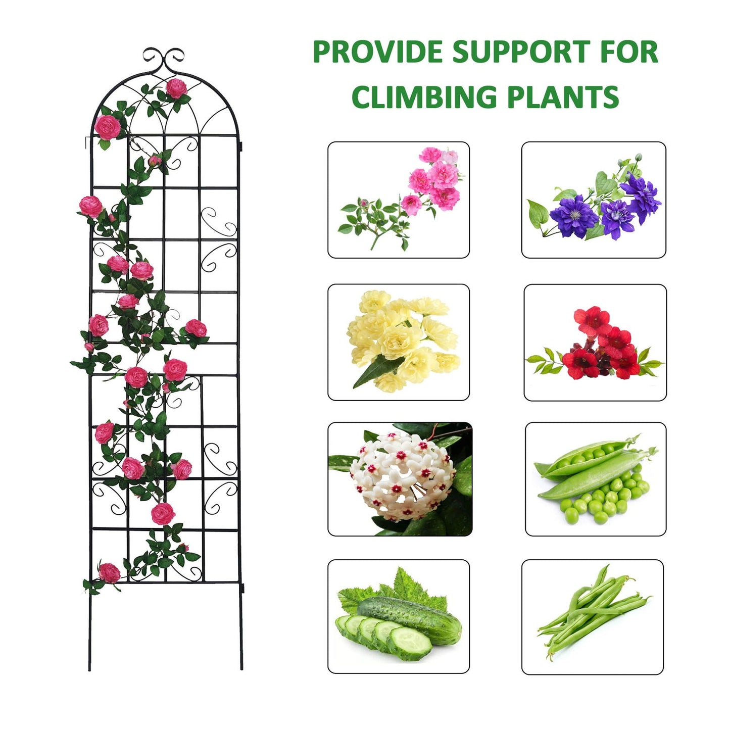 Metal Trellis For Climbing Plants And Vines