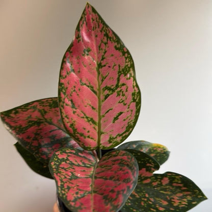 Aglaonema 'Ruby Ray'