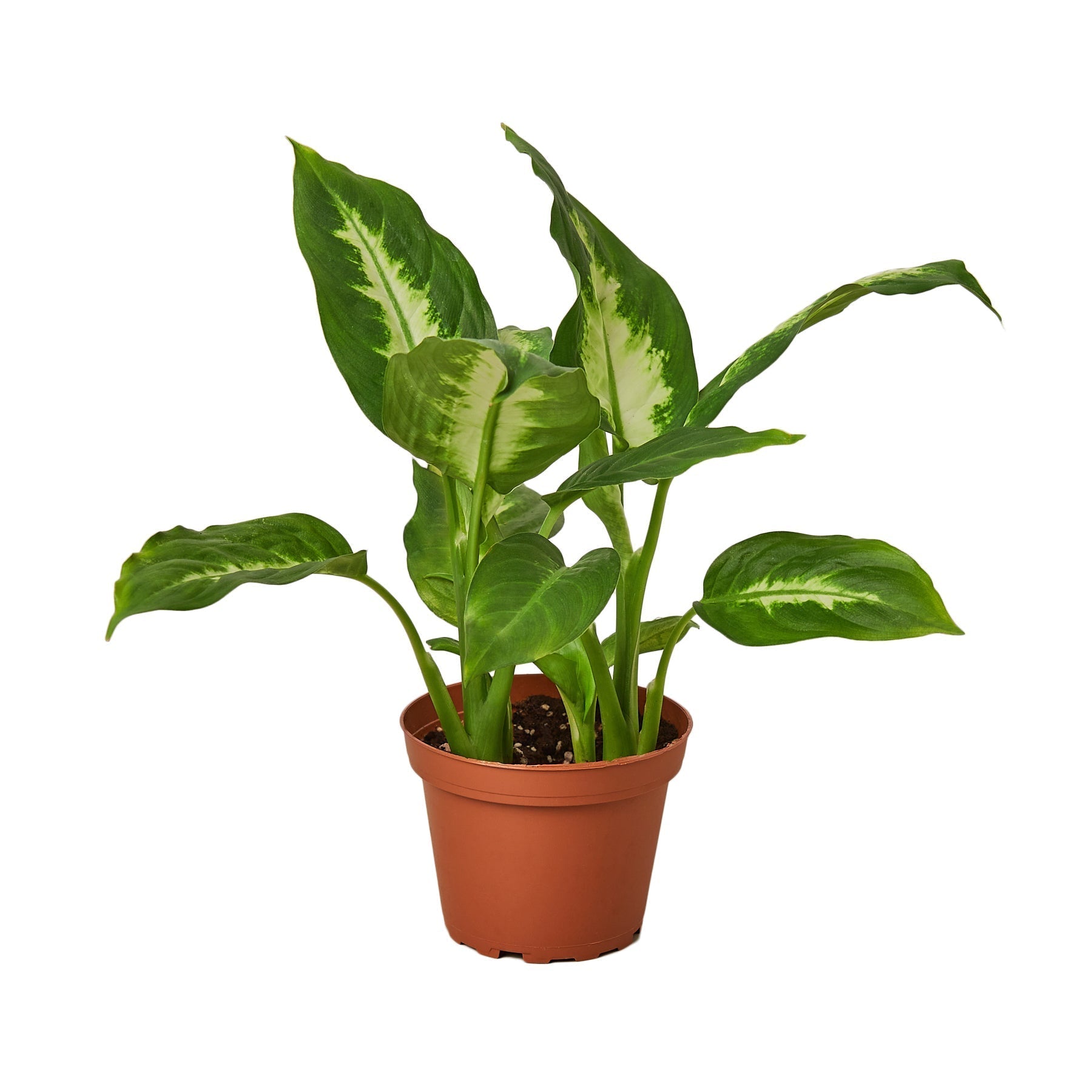 Dieffenbachia Camille plant in 4-inch nursery pot with variegated green leaves Rooted Treasures on Tampa Home & Garden Store