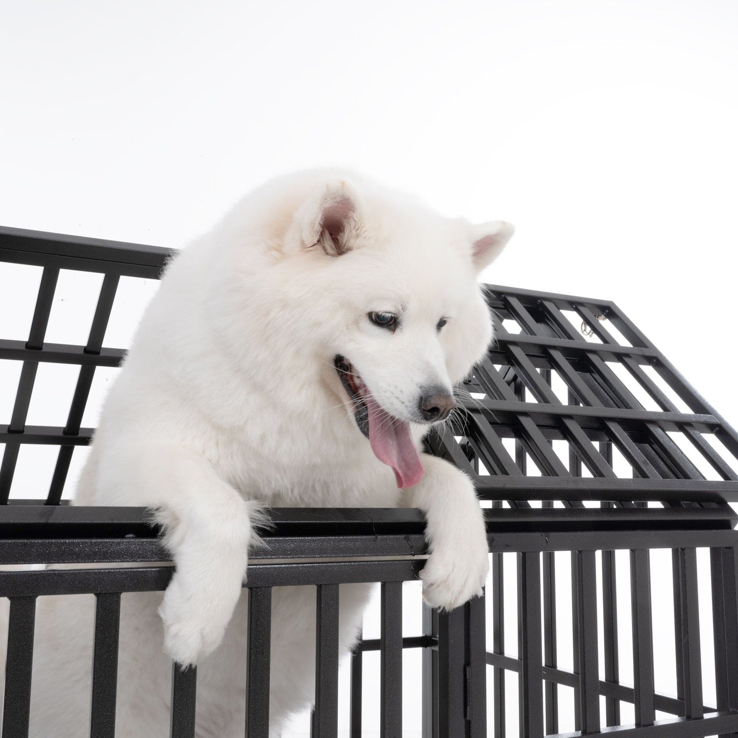 Heavy Duty Dog Crate Lockable Wheels cage in black metal with a white fluffy dog inside on Tampa Home & Garden Store