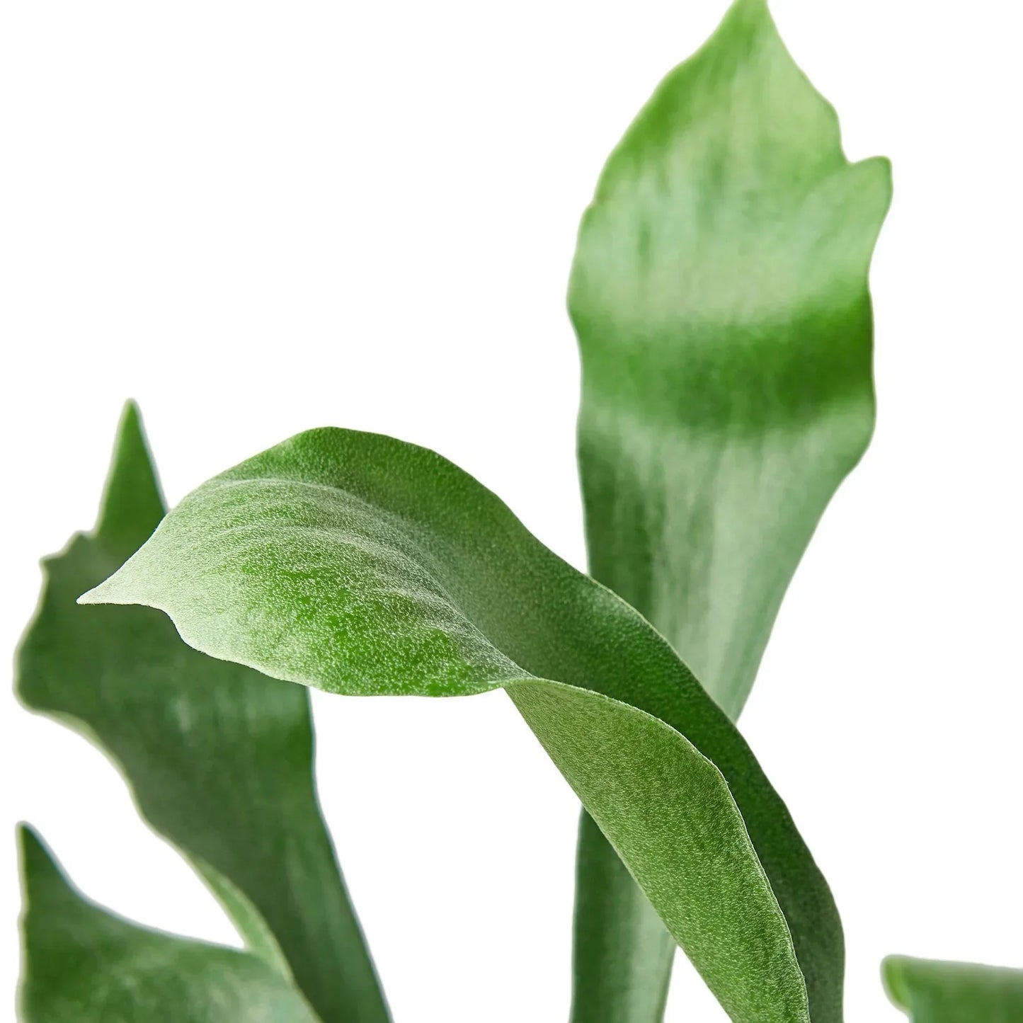 Staghorn fern indoor plant frond close-up with velvety green leaves Rooted Treasures Farms on Tampa Home & Garden Store