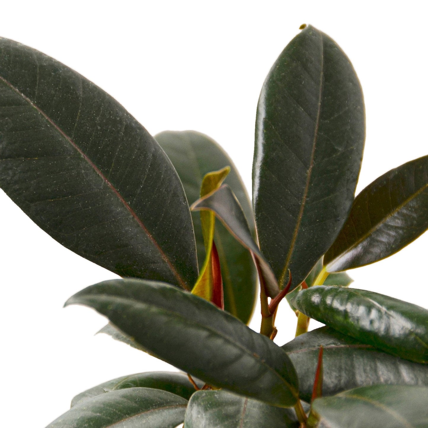 Ficus Elastica Burgundy plant close-up with glossy dark green leaves and reddish stems on Tampa Home & Garden Store