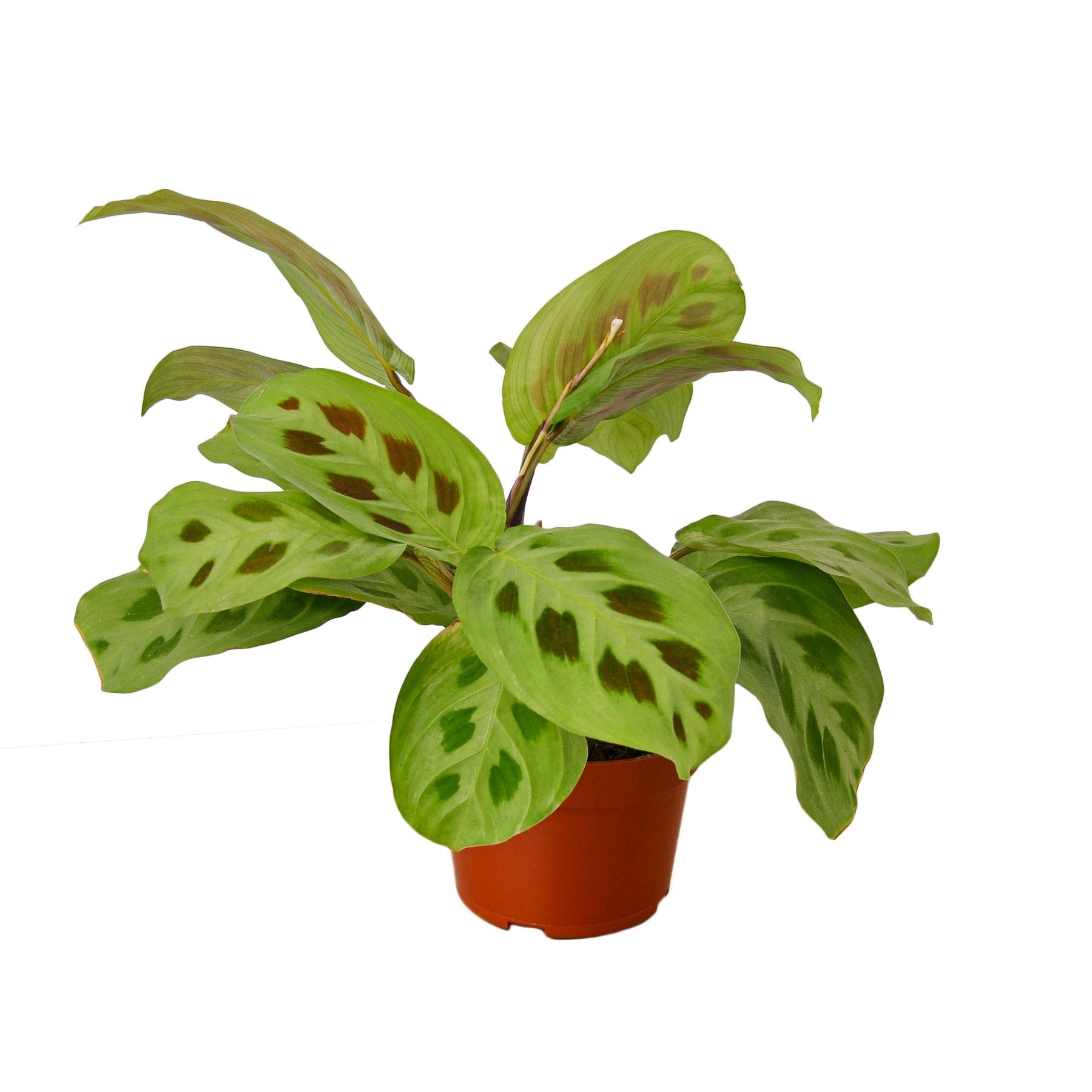 Maranta Leuconeura 4-inch plant with green leaves and brown blotches in a small brown pot on Tampa Home & Garden Store