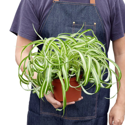 Spider Plant Bonnie in terracotta pot, variegated leaves, Rooted Treasures Farms on Tampa Home & Garden Store