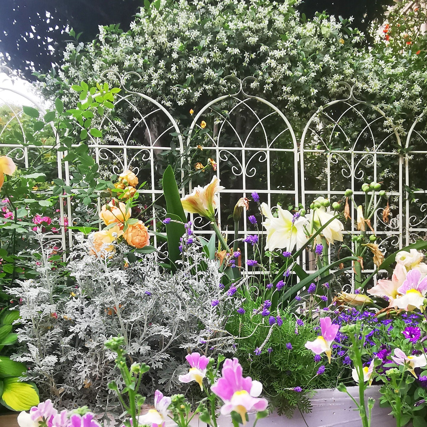 Metal Trellis For Climbing Plants And Vines