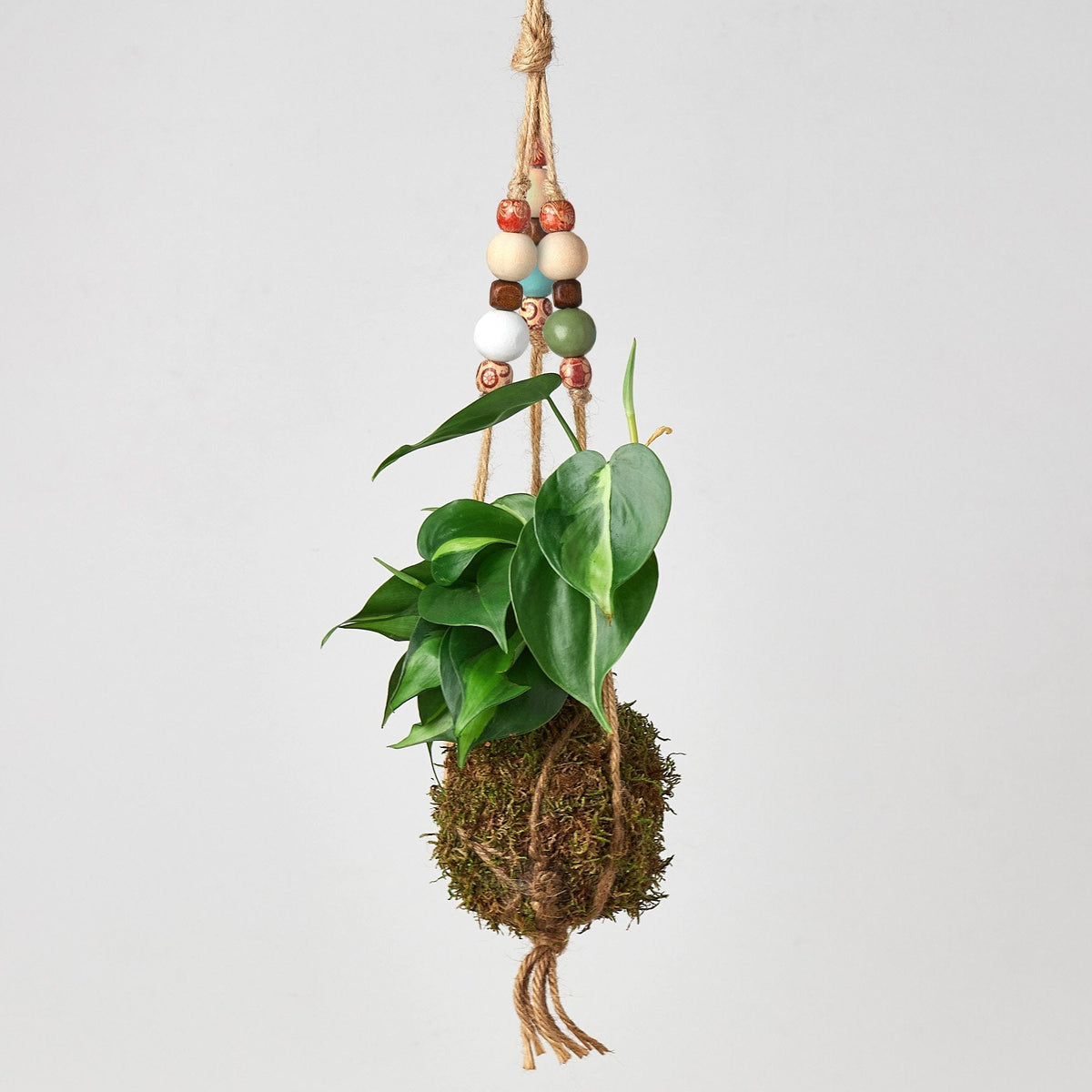 Bead Kokedama Moss Ball Hanging Plant with natural jute twine and colorful beads, green leaves visible on Tampa Home & Garden Store