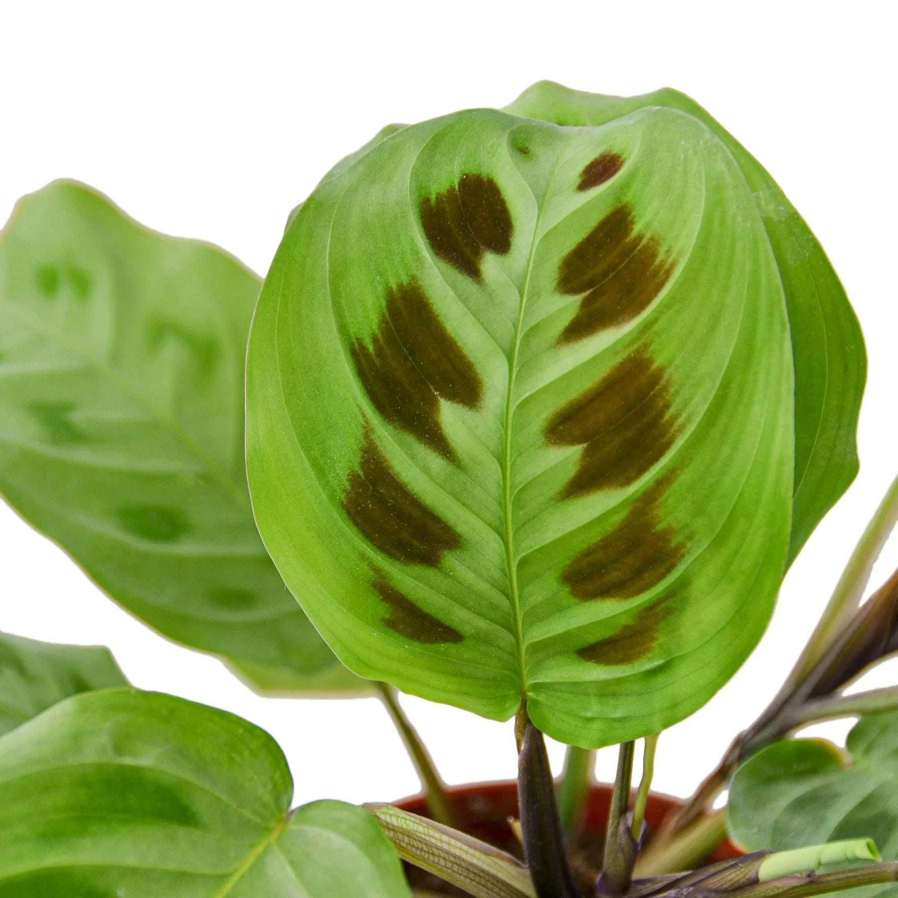 Maranta Leuconeura 4in plant with green leaves and maroon patches in pot on Tampa Home & Garden Store