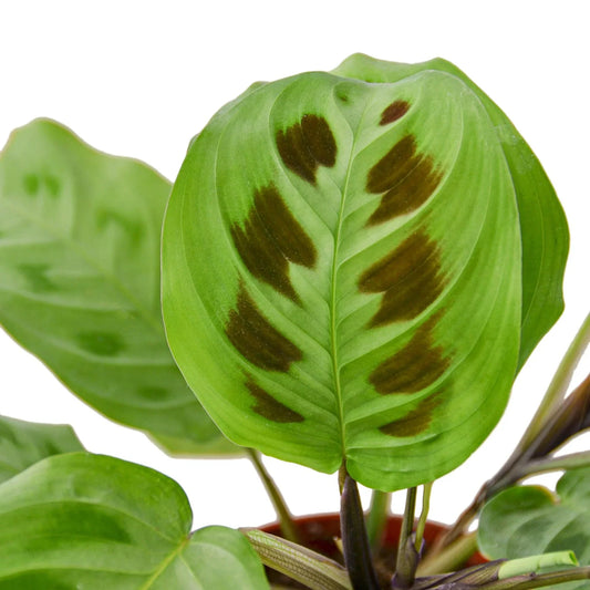 Maranta Leuconeura 4in plant with green leaves and maroon patches in pot on Tampa Home & Garden Store