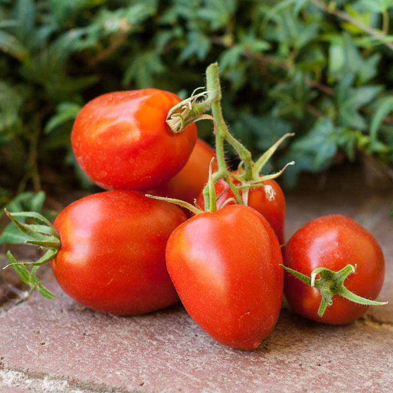 Amish Paste Tomato Seeds (Organic)