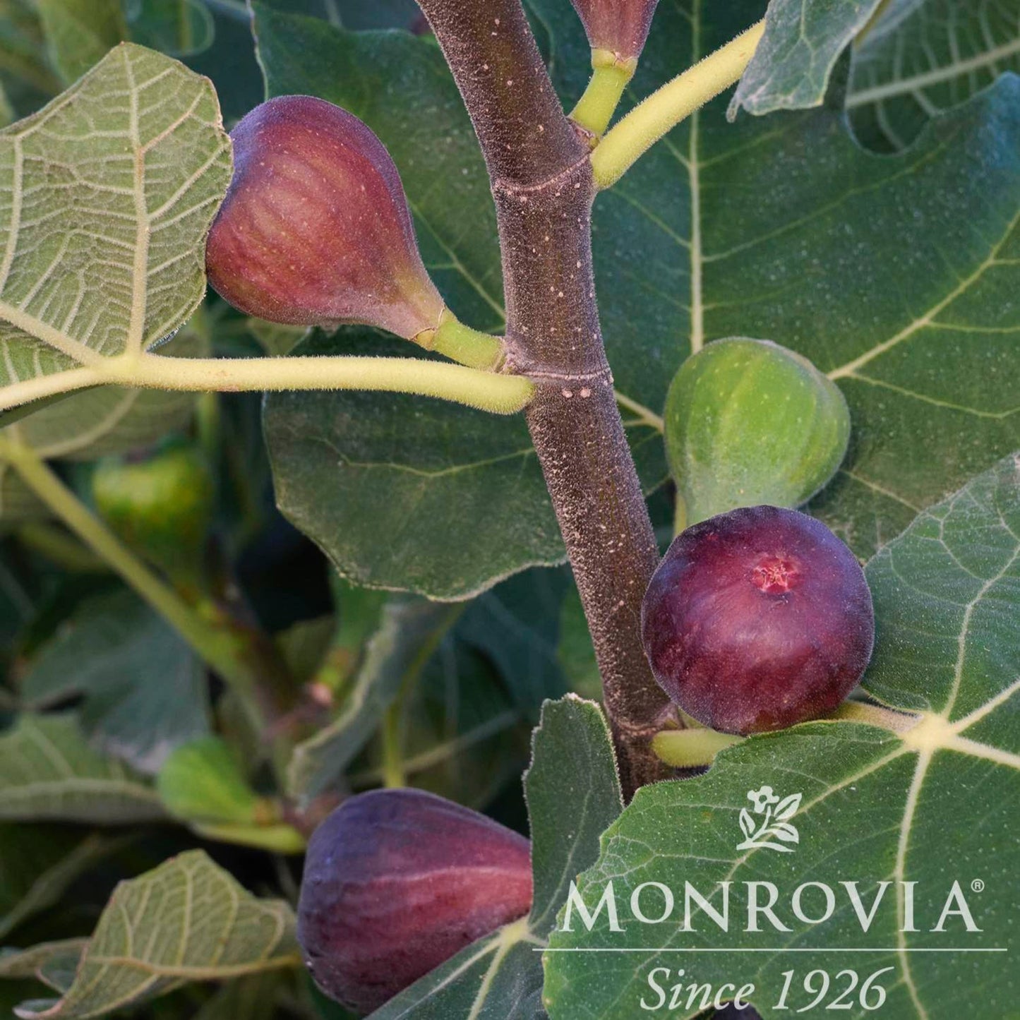 Chicago Hardy Fig Tree and Late Summer Harvest