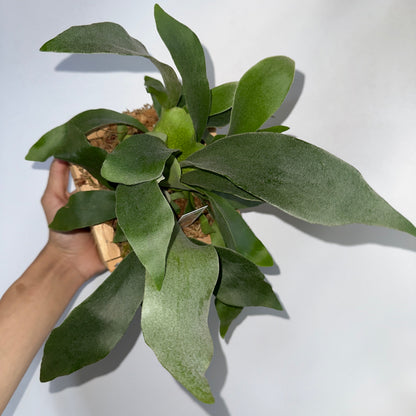 Platycerium Bifurcatum (Staghorn Fern)