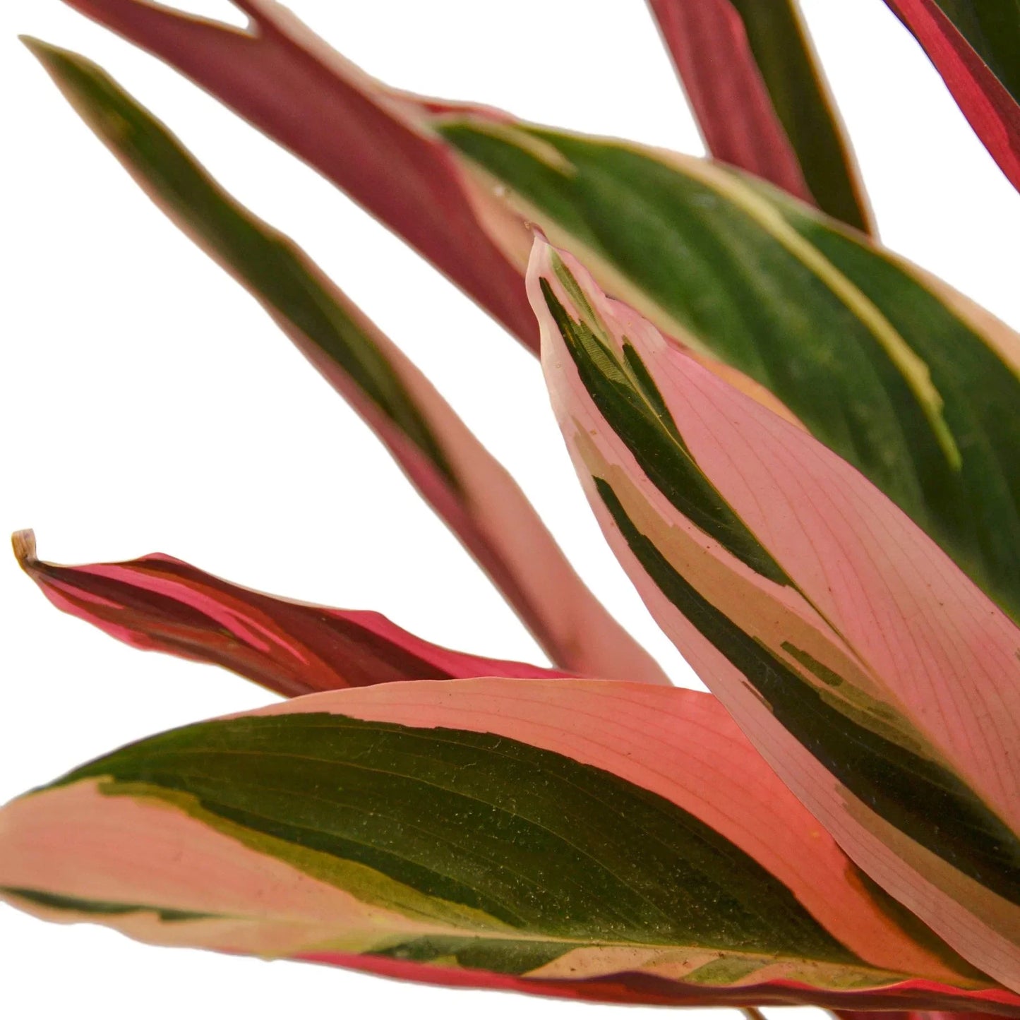 Stromanthe Triostar 6in plant, variegated pink green cream leaves, Rooted Treasures Farms on Tampa Home & Garden Store