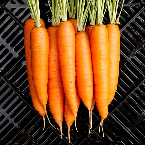 Miami F1 carrot seeds eight bright orange carrots with green tops Seedtime Store on Tampa Home & Garden Store