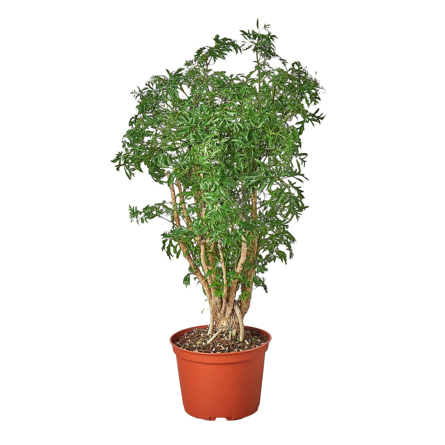 Aralia Ming Stump Plant with red terracotta pot, multi-trunk stems and feathery green leaves on Tampa Home & Garden Store