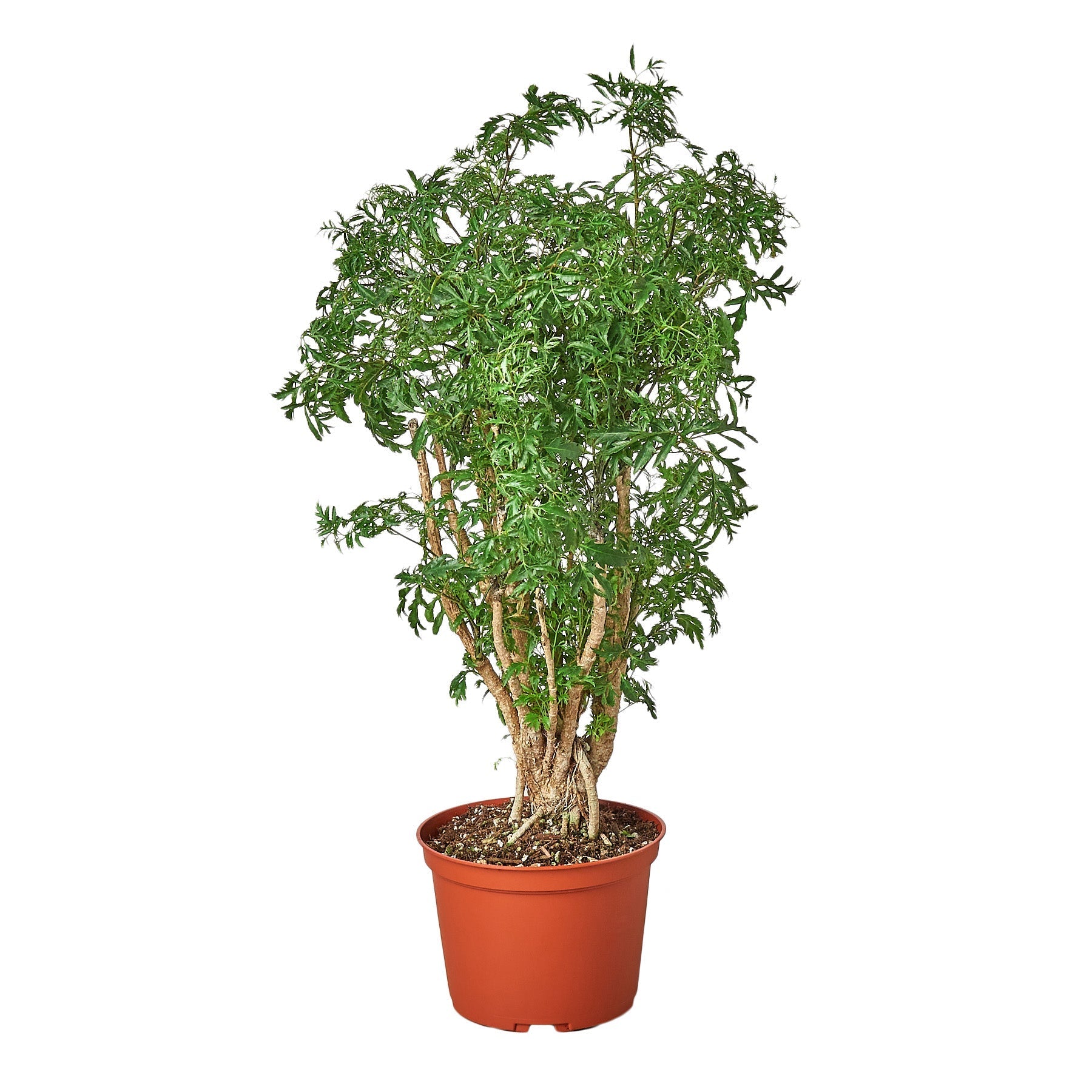 Aralia Ming Stump Plant with red terracotta pot, multi-trunk stems and feathery green leaves on Tampa Home & Garden Store