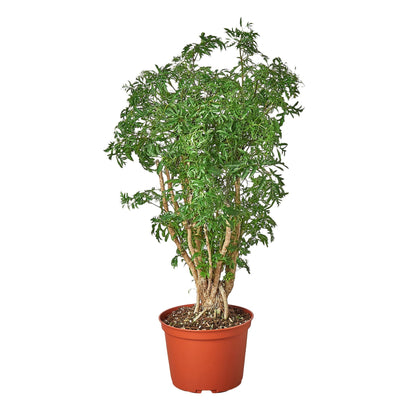 Aralia Ming Stump Plant with red terracotta pot, multi-trunk stems and feathery green leaves on Tampa Home & Garden Store