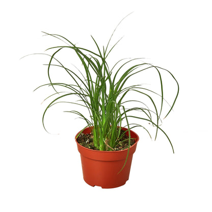 Palm Ponytail indoor plant with arching leaves in a red plastic pot Rooted Treasures Farms on Tampa Home & Garden Store