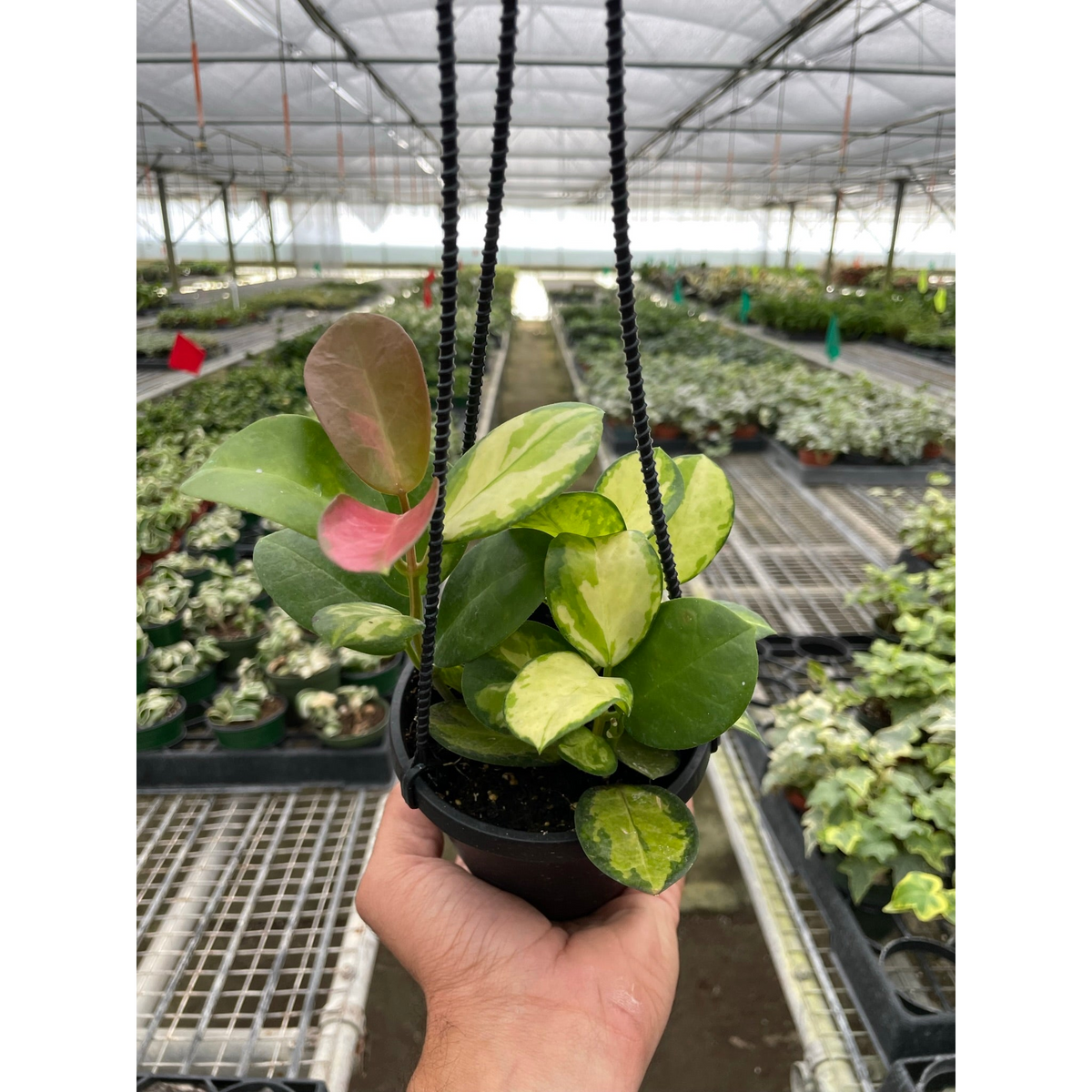Hoya Lisa indoor plant with variegated green-pink leaves in hanging pot on Tampa Home & Garden Store