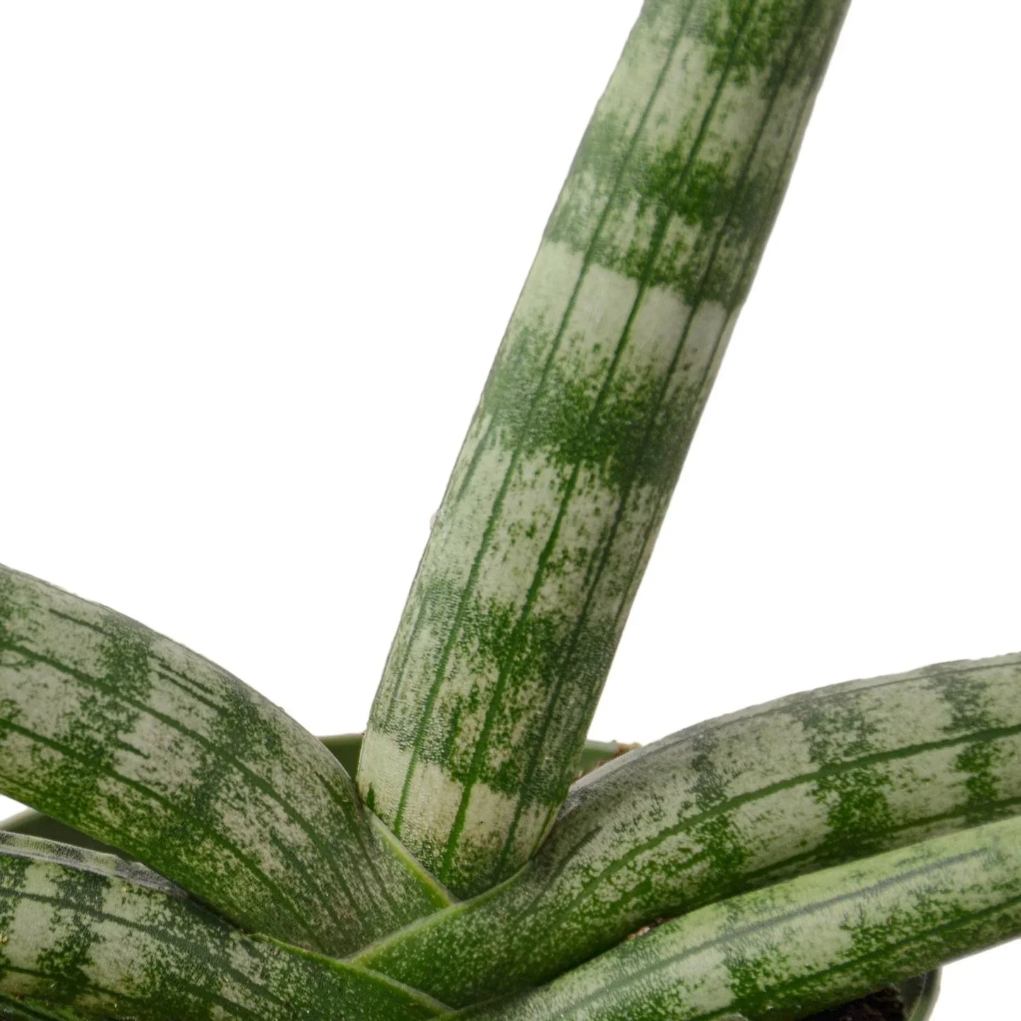 Snake Plant Starfish indoor plant variegated green leaves Rooted Treasures Farms on Tampa Home & Garden Store